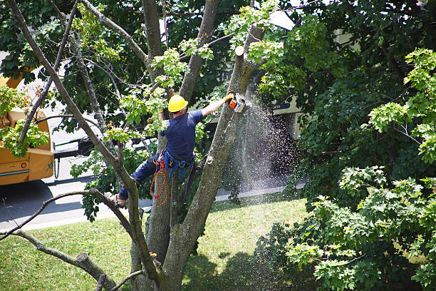 Best Storm Damage Tree Cleanup  in De Soto, KS